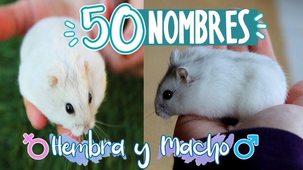 nombres para hamster
