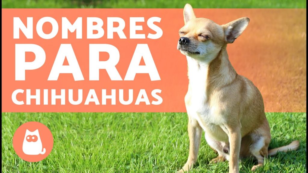 nombres para perros chihuahua