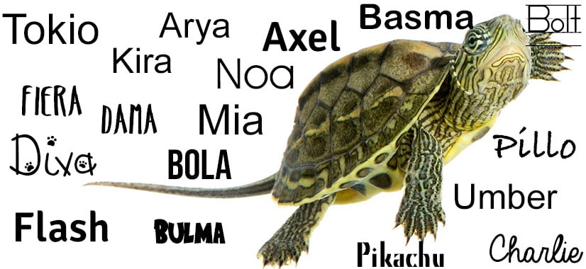 nombres para tortugas