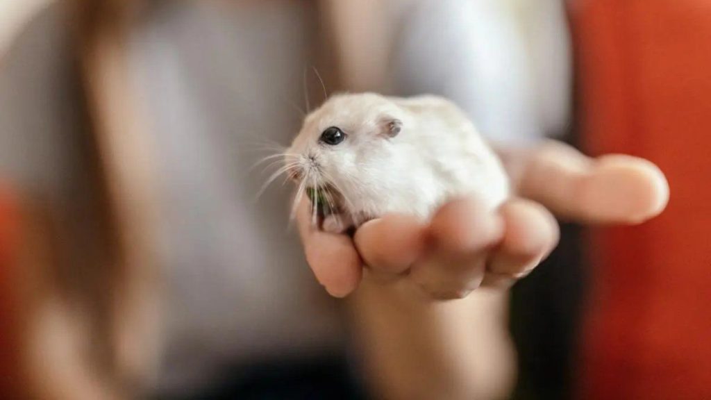 Nombres para hamster