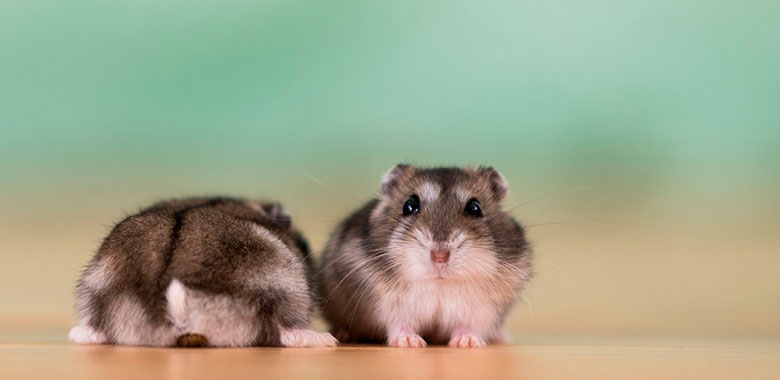 nombres para hamster unisex